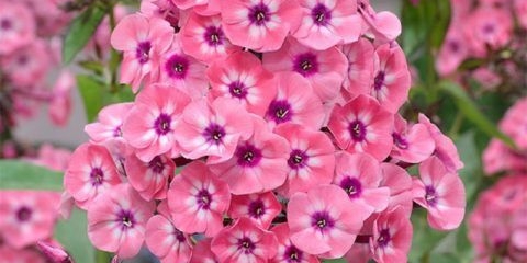 Phlox panicled larissa (larissa)